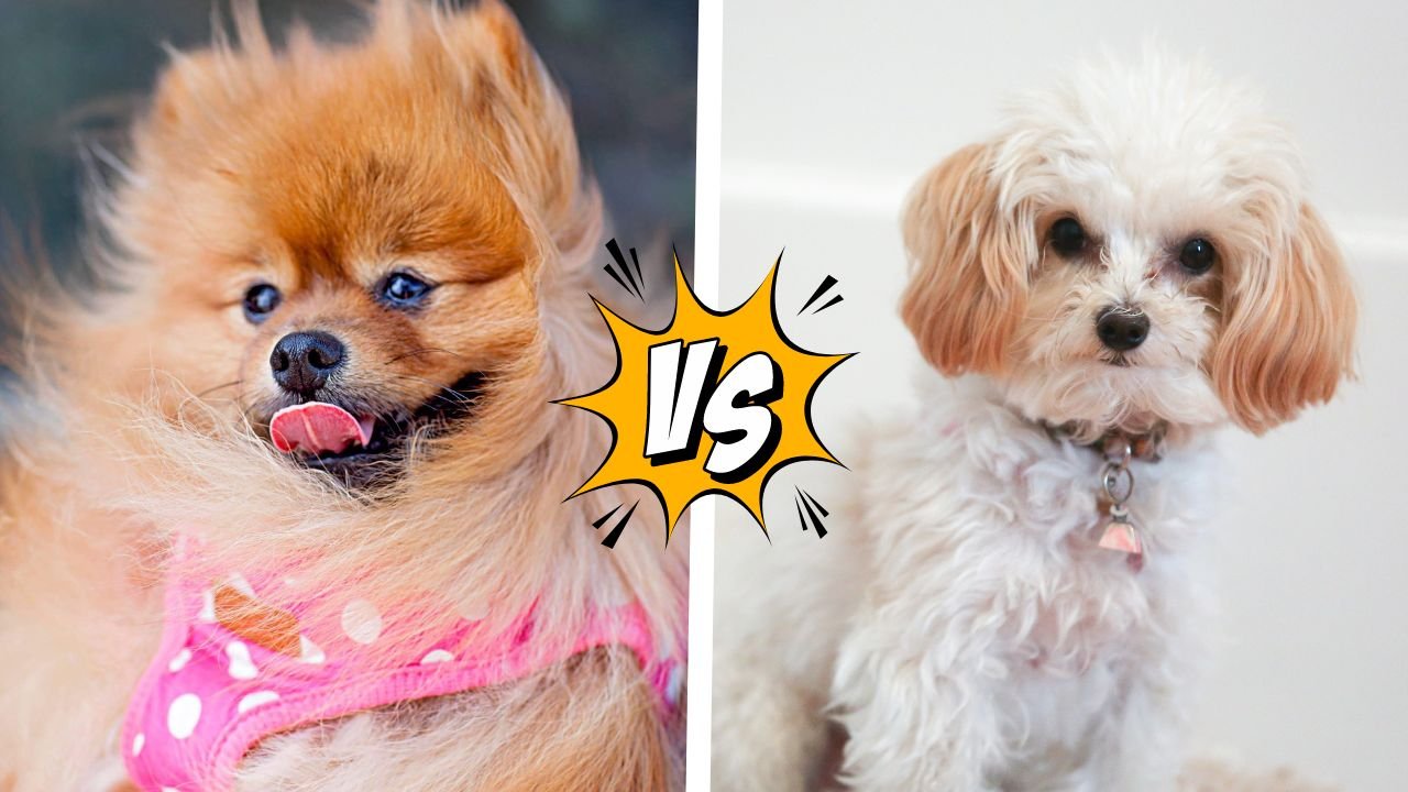 Pomeranian vs Maltipoo