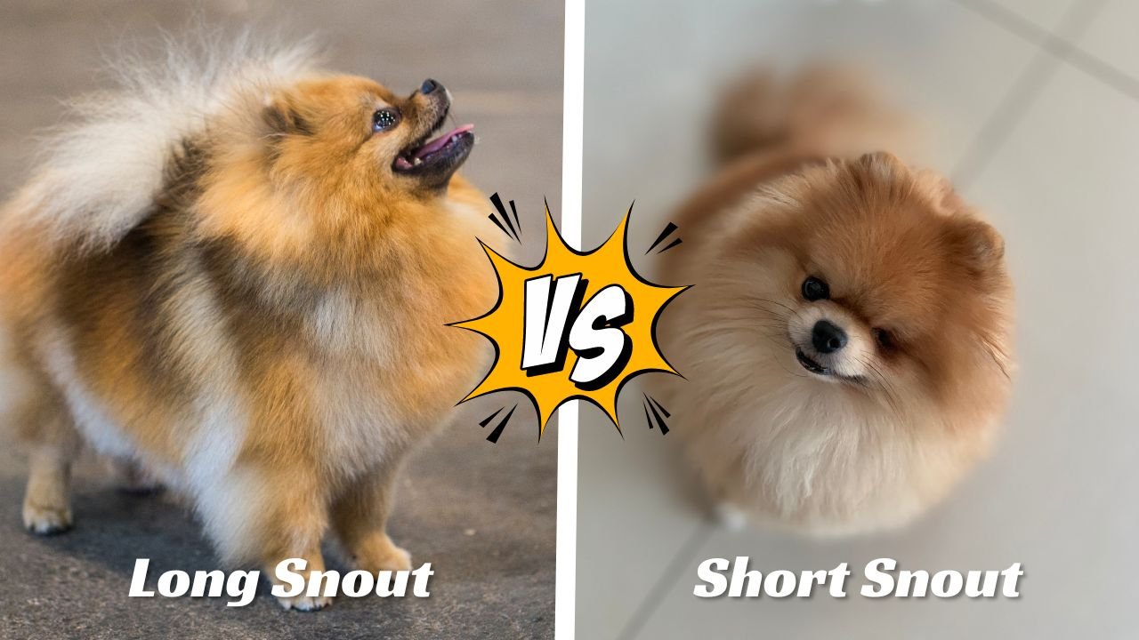 Fox face pomeranian vs bear face pomeranian