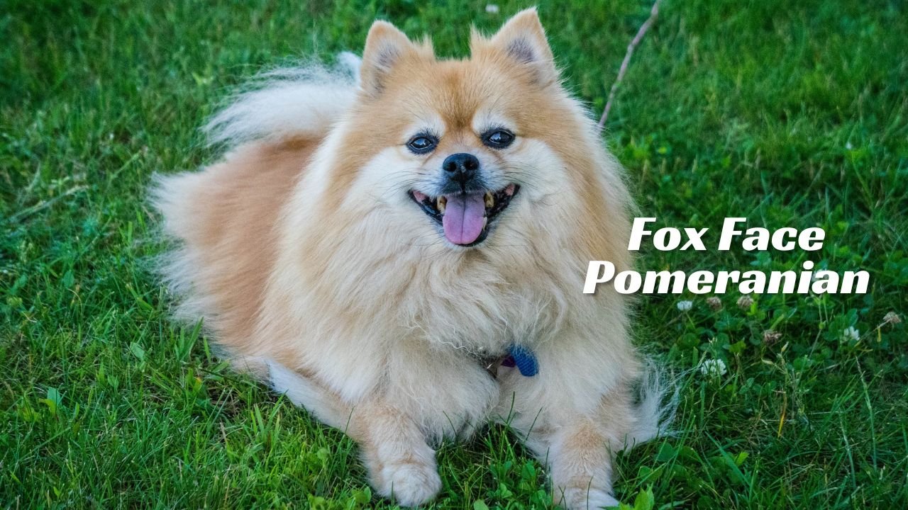 Fox face pomeranian