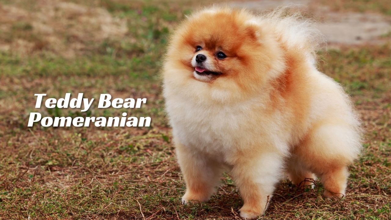 Teddy bear face pomeranian