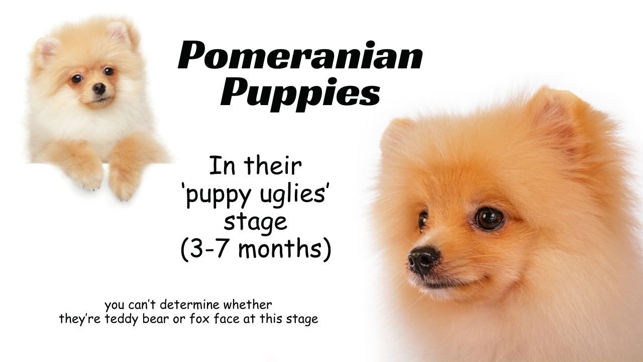 pomeranian puppy uglies