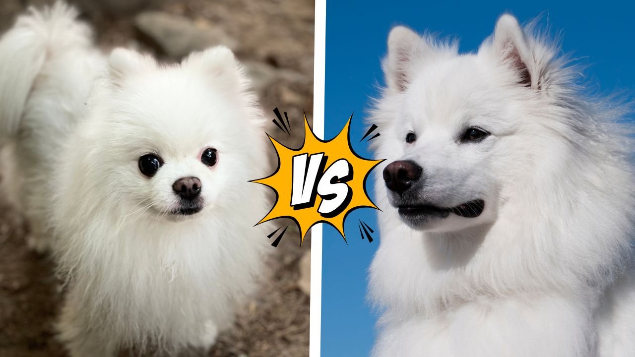 Pomeranian vs American Eskimo