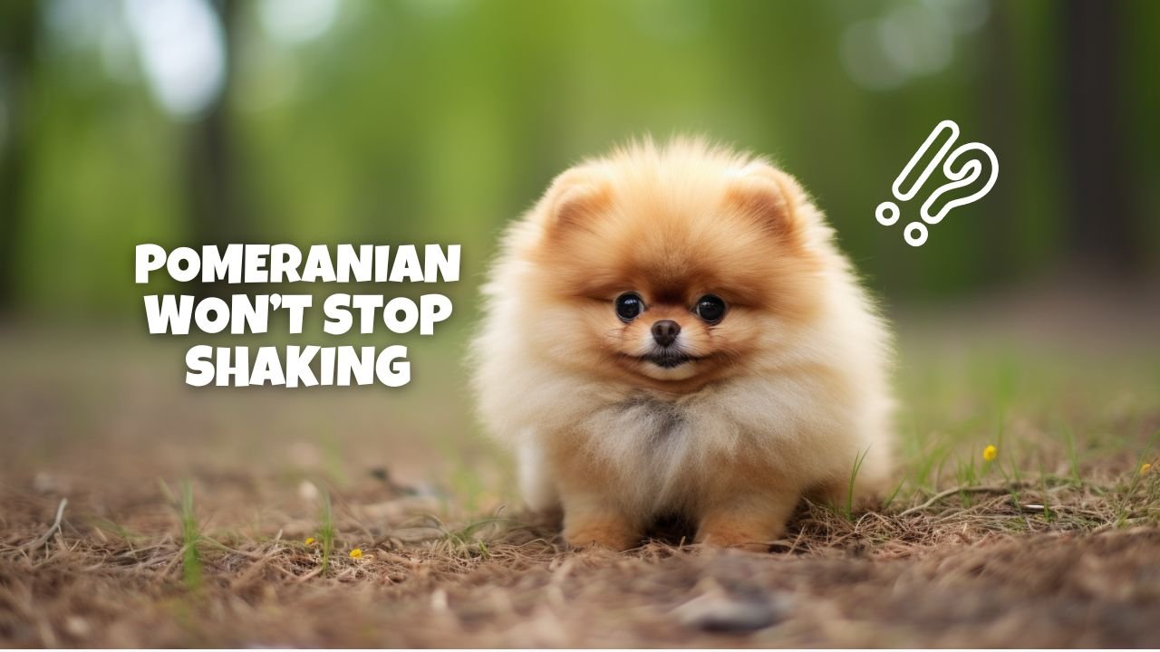 pomeranian won't stop shaking